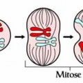 Processo de Mitose