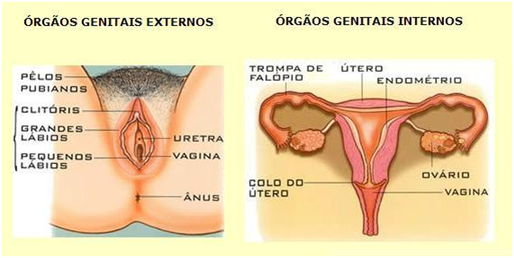 Biologia Enem: Revise o sistema genital feminino